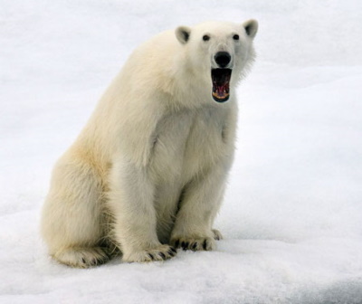 Polar Bear