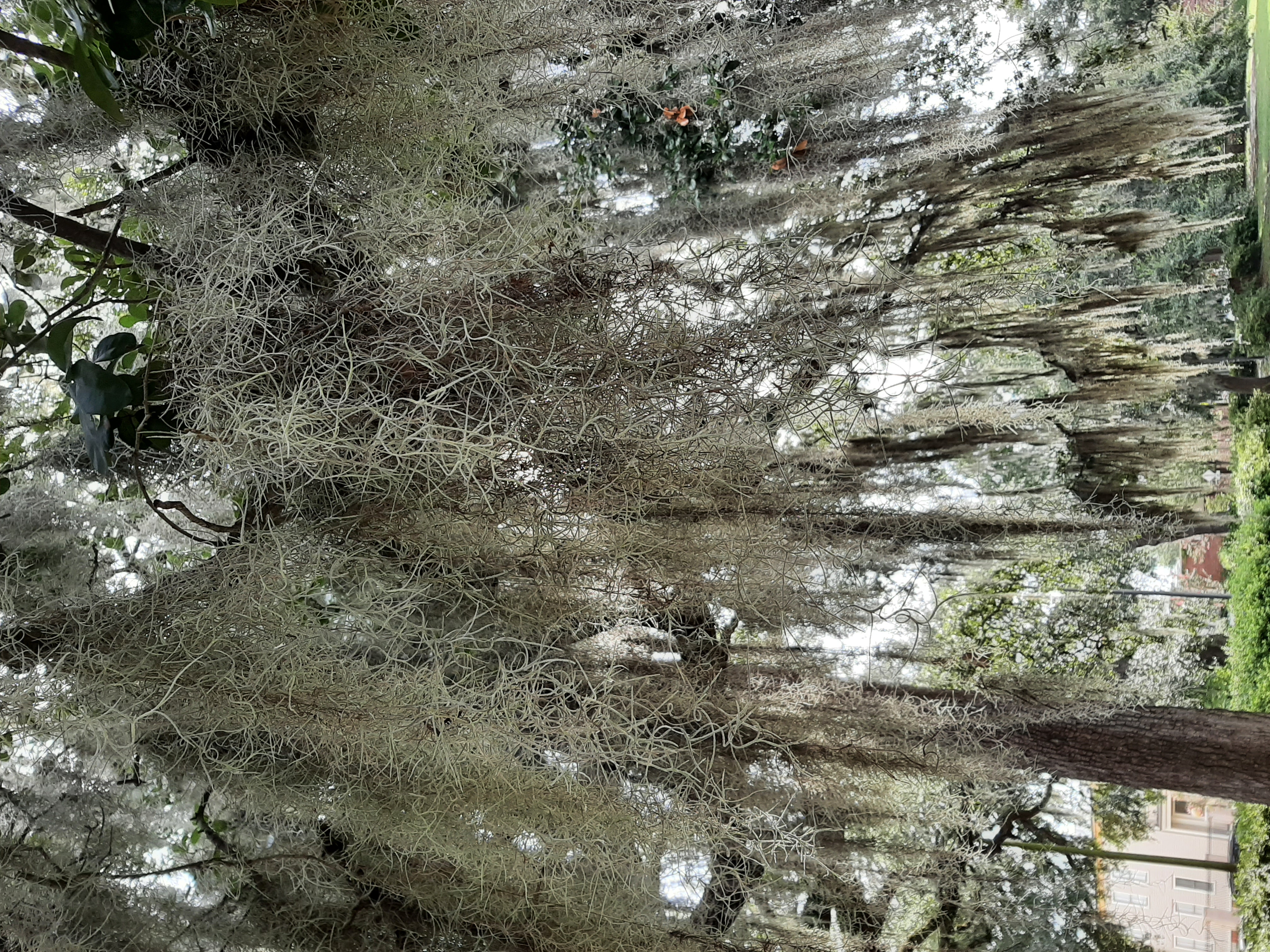 Spanish Moss