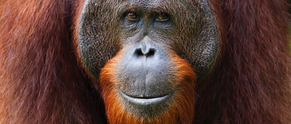 orangutan